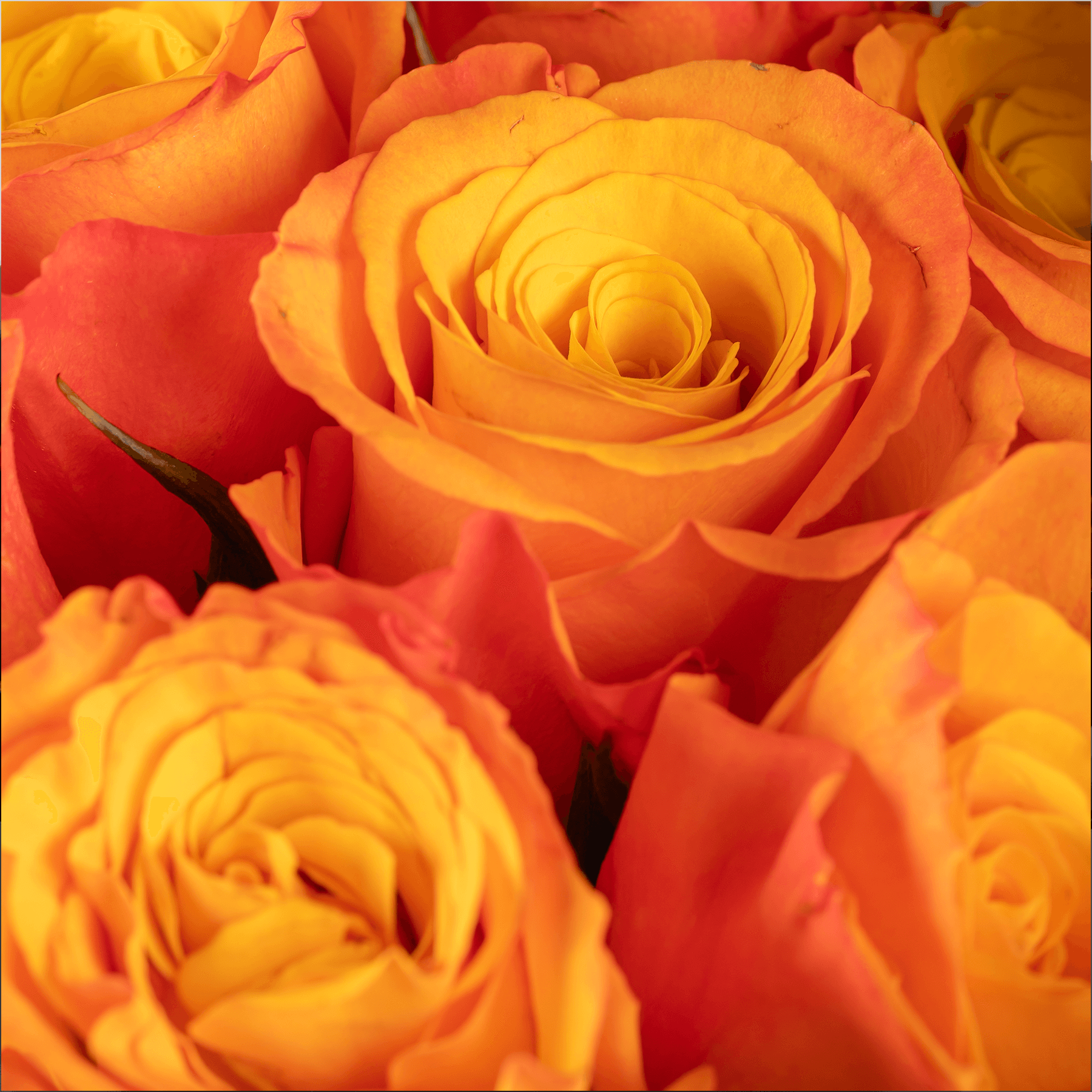 10 Orange Roses Bouquet