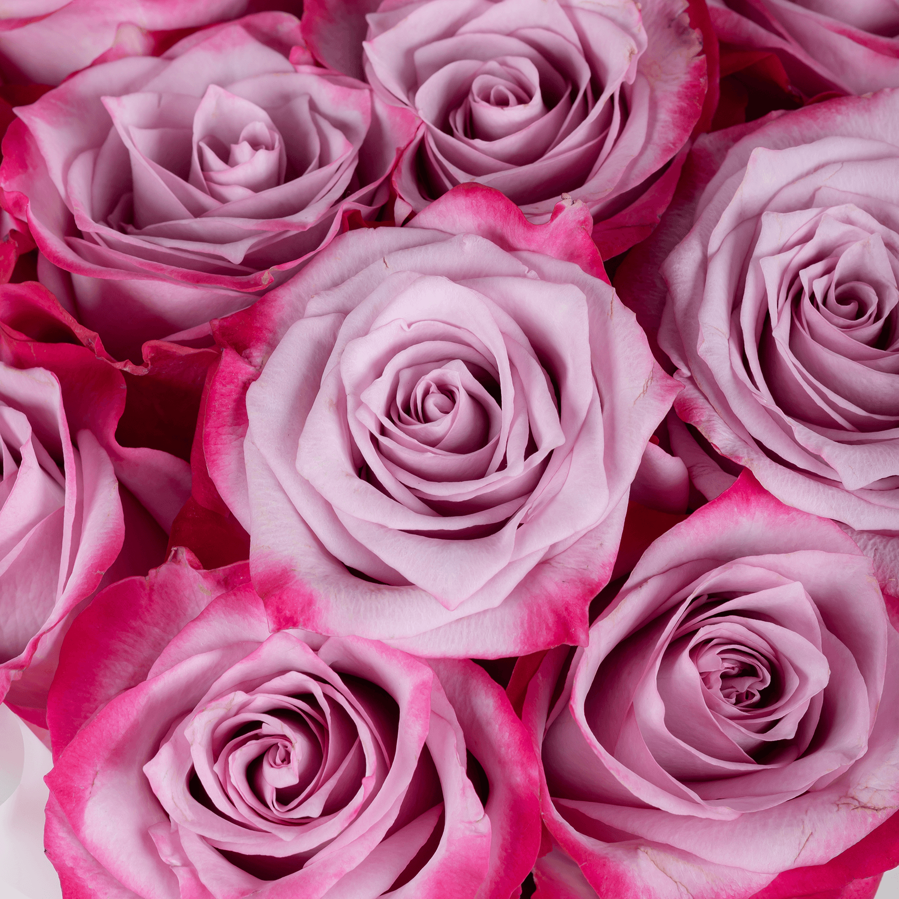 10 Purple Roses Bouquet