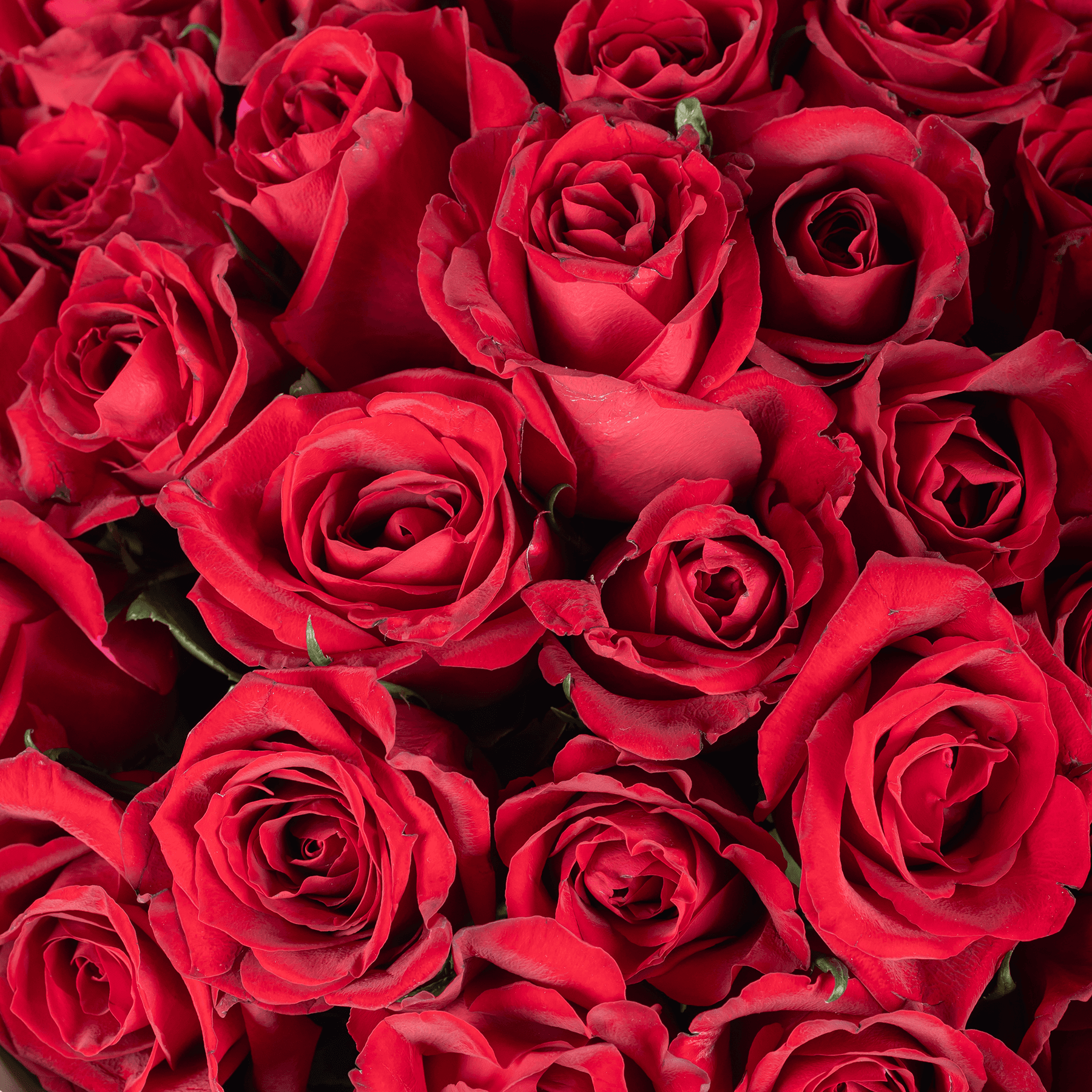 40 Red Roses Bouquet