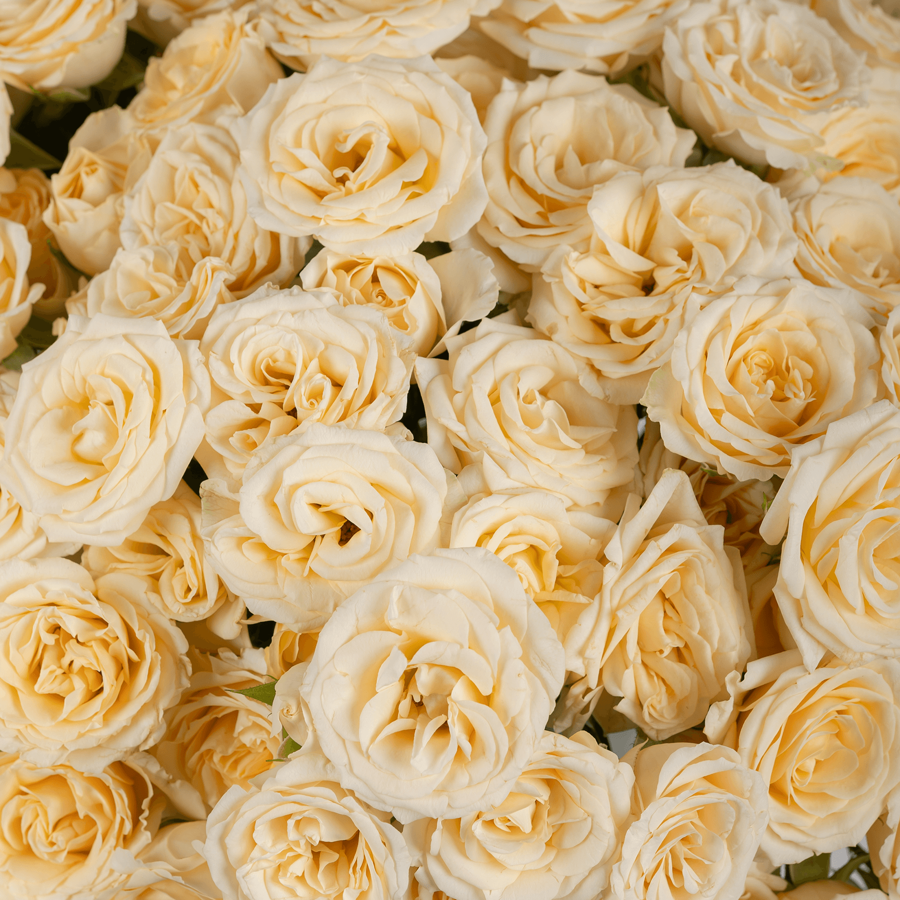 مزهرية ورد بيبي روز بيج