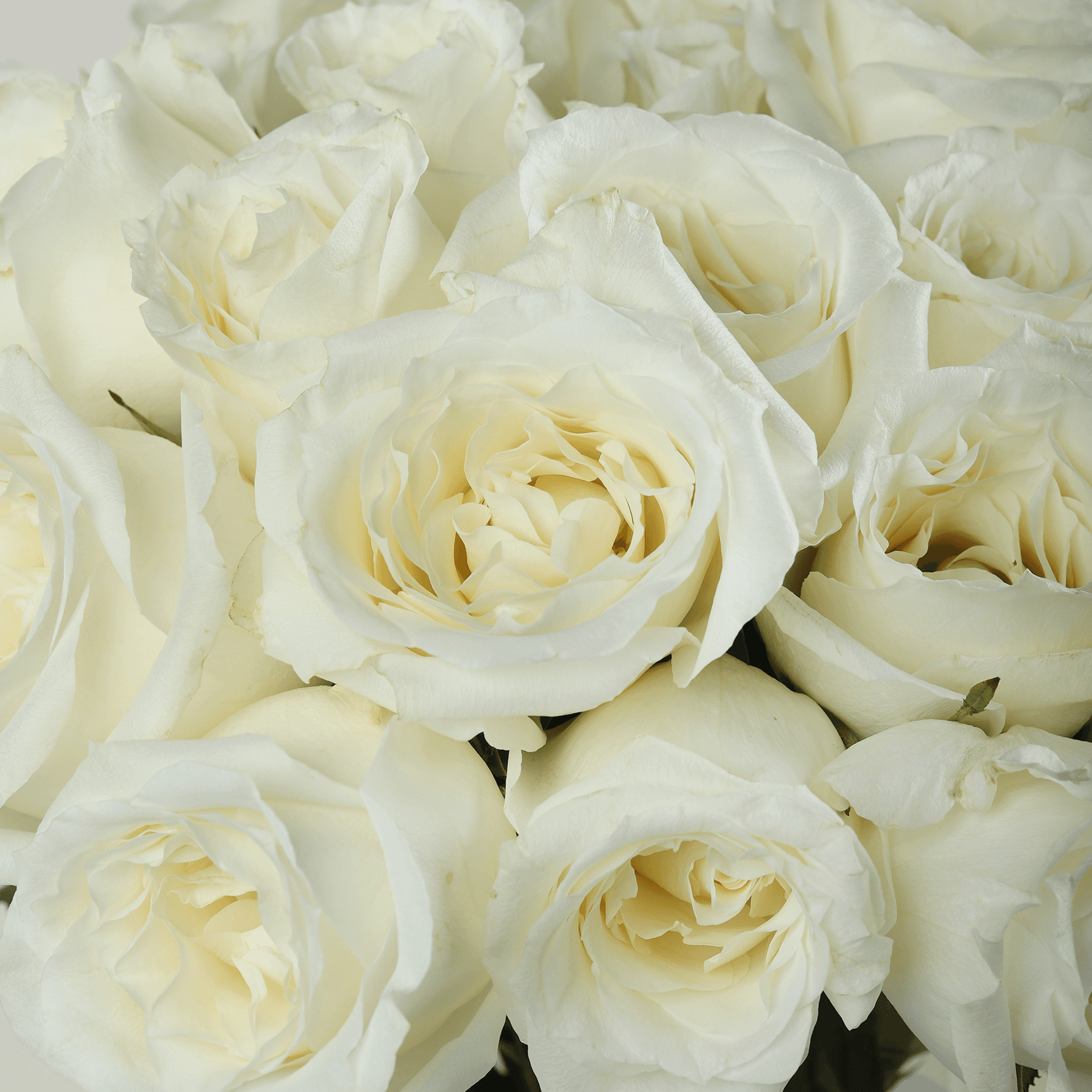 Elegant White Roses Vase