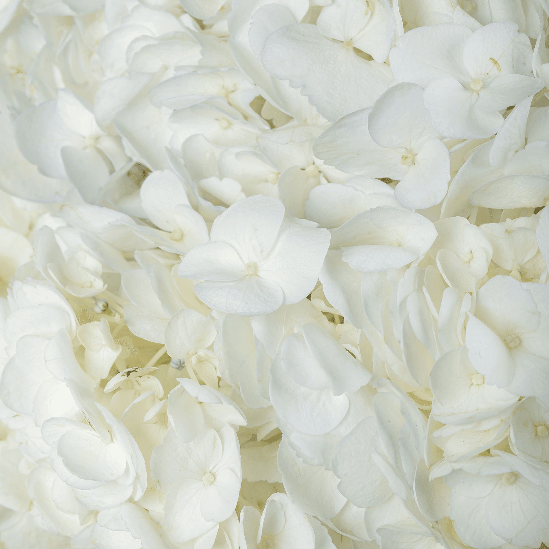 Magical White Hydrangea Vase