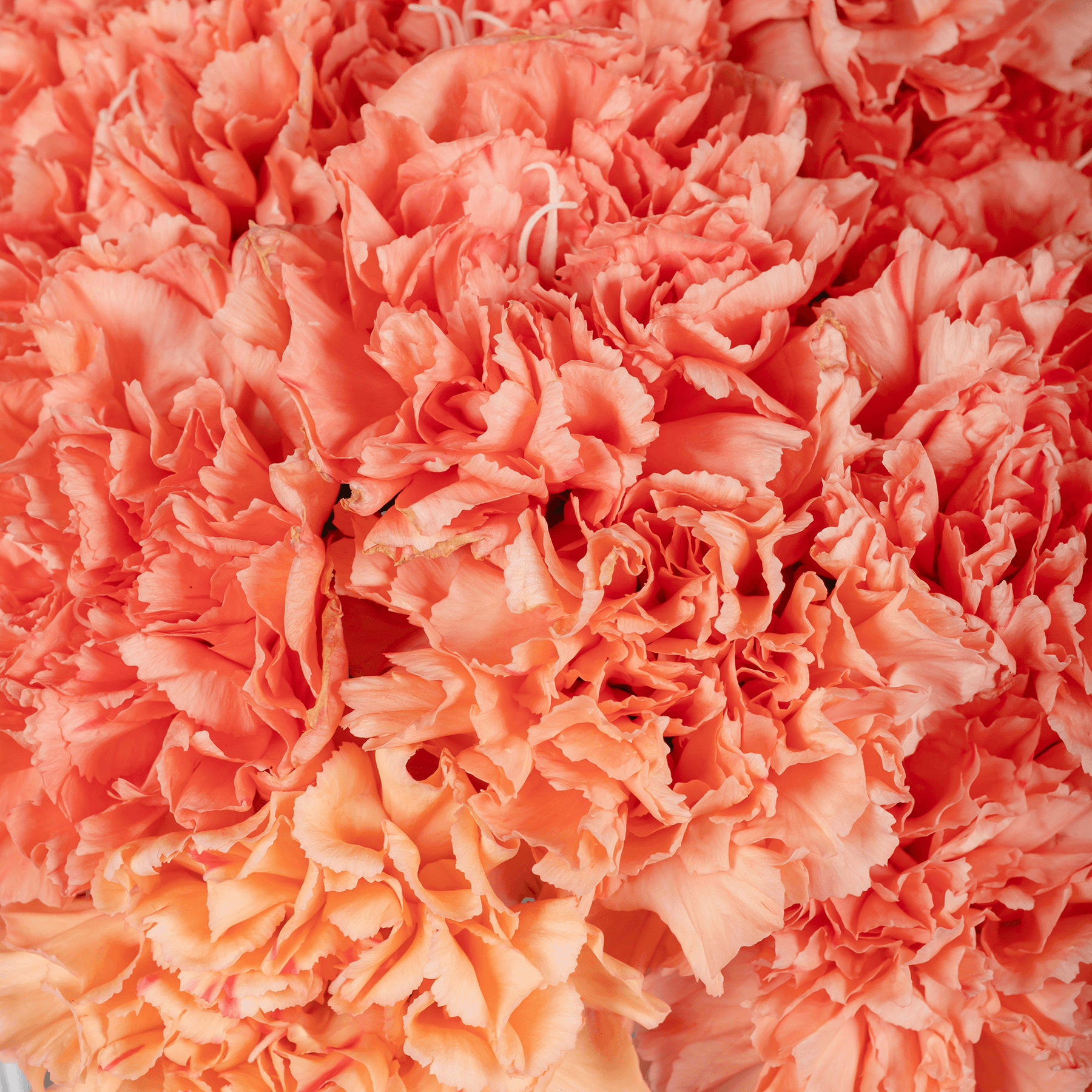 Vibrant Orange Carnation Vase
