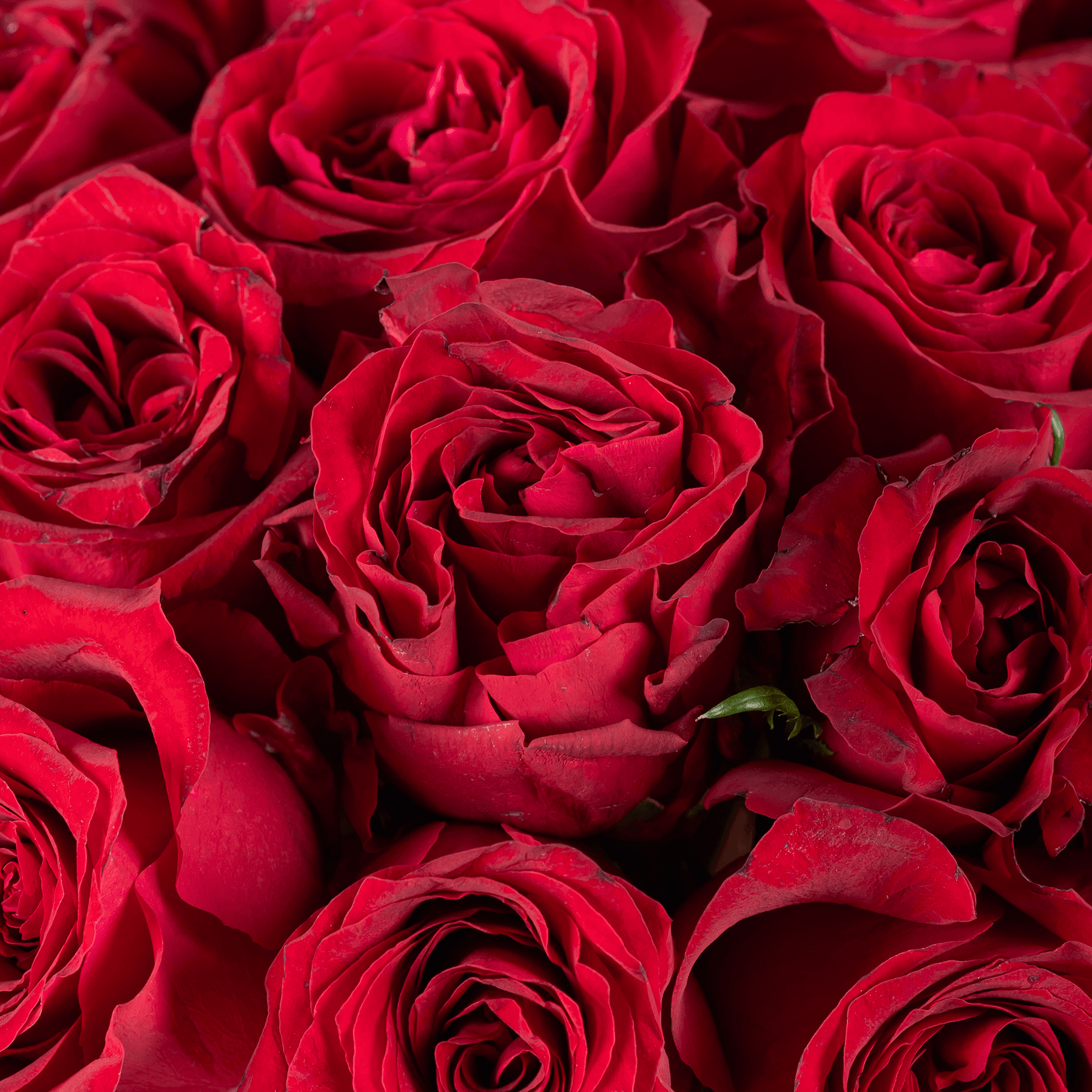 25 Red Roses Bouquet